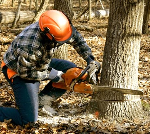 Tree Removal in Custer, WI